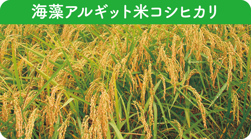 in-p_rice_title