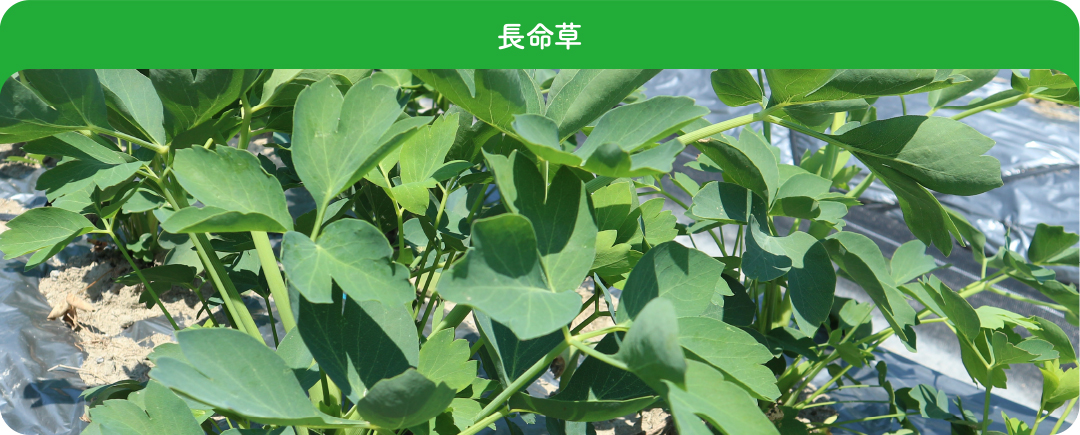 in_ka_chomei