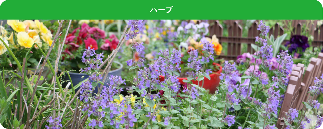 in_ka_herb
