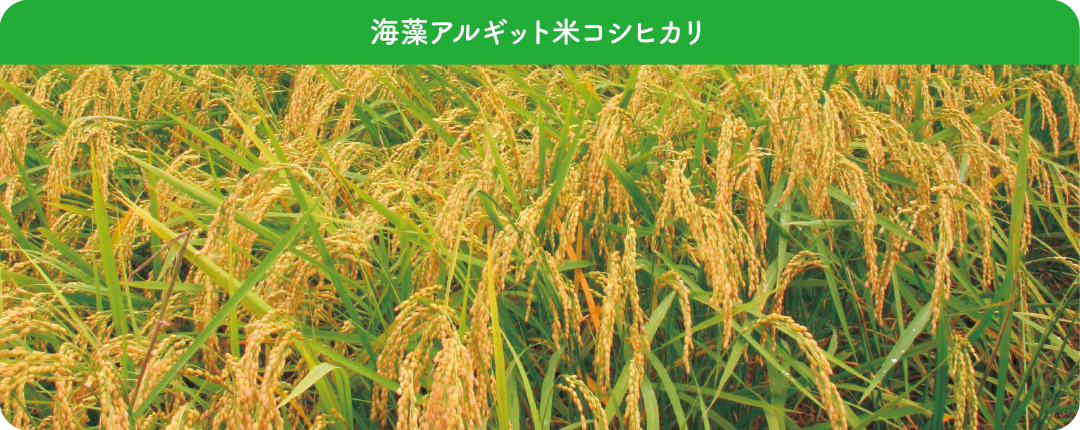 in_ka_kome