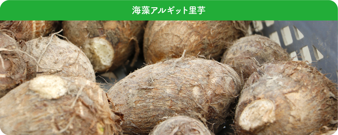 in_ka_sato