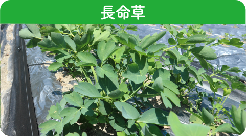 in-p_chomei_title