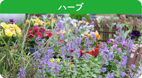 in-p_herb_title