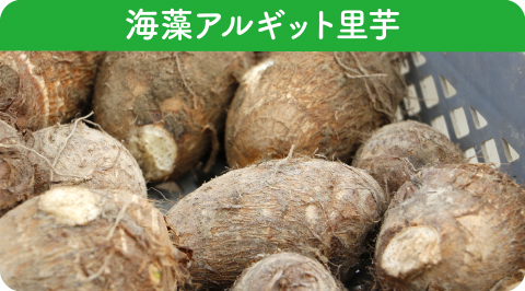 in-p_sato_title